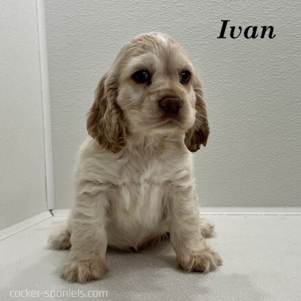 puppy, for, sale, Cocker Spaniel, Joe & Cherri  Overlease, dog, breeder, Miller, MO, dog-breeder, puppy-for-sale, forsale, nearby, find, puppyfind, locator, puppylocator, aca